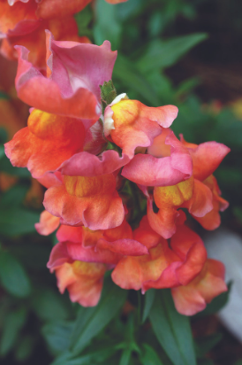 Snapdragon &#39;Speedy Sonnet Bronze&#39; - 6pk