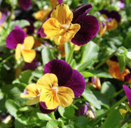 Viola &#39;Penny Orange Jump Up&#39; - 6pk