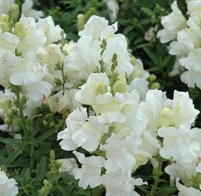 Snapdragon &#39;Speedy Sonnet White&#39; - 6pk
