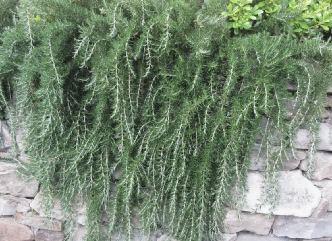 Rosemary &#39;Trailing&#39; - 4&quot;