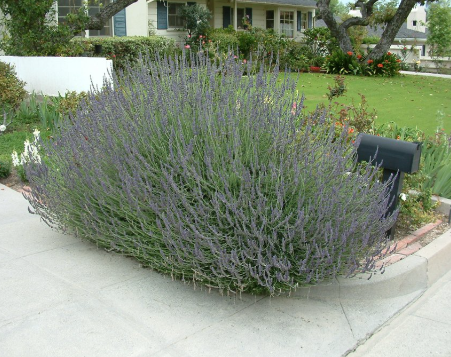 Lavender &#39;Sweet&#39; - 1g