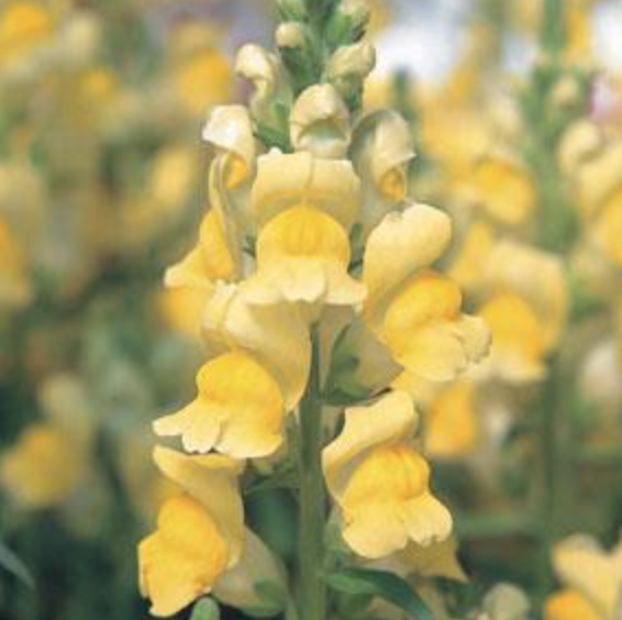 Snapdragon &#39;Sonnet Yellow&#39; - 6pk