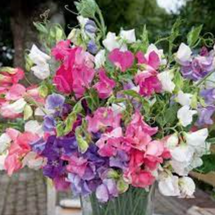 Sweet Pea &#39;Bijou Dwarf Mix&#39; - 6pk