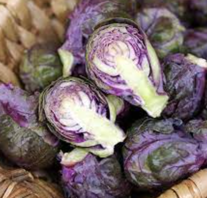 Brussel Sprouts &#39;Redarling&#39; - 4&quot;