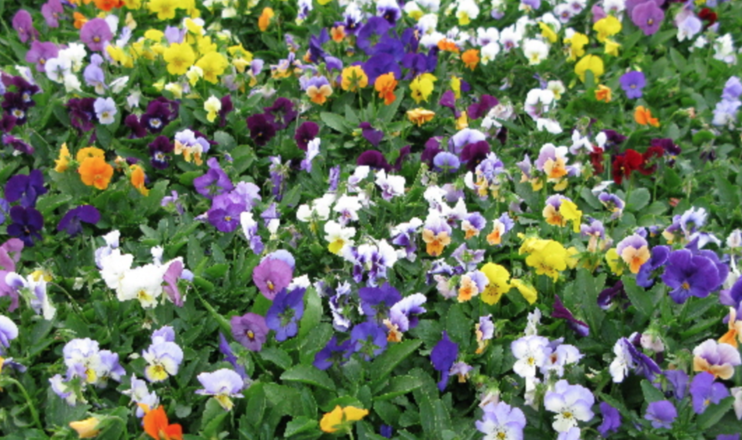 Viola &#39;Penny Mix&#39; - 4&quot;