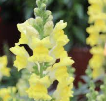 Snapdragon &#39;Snaptastic Yellow&#39; - 4&quot;
