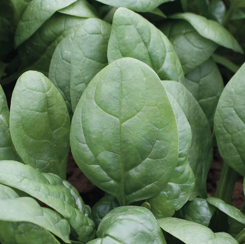 Spinach &#39;Tundra&#39; - 6pk