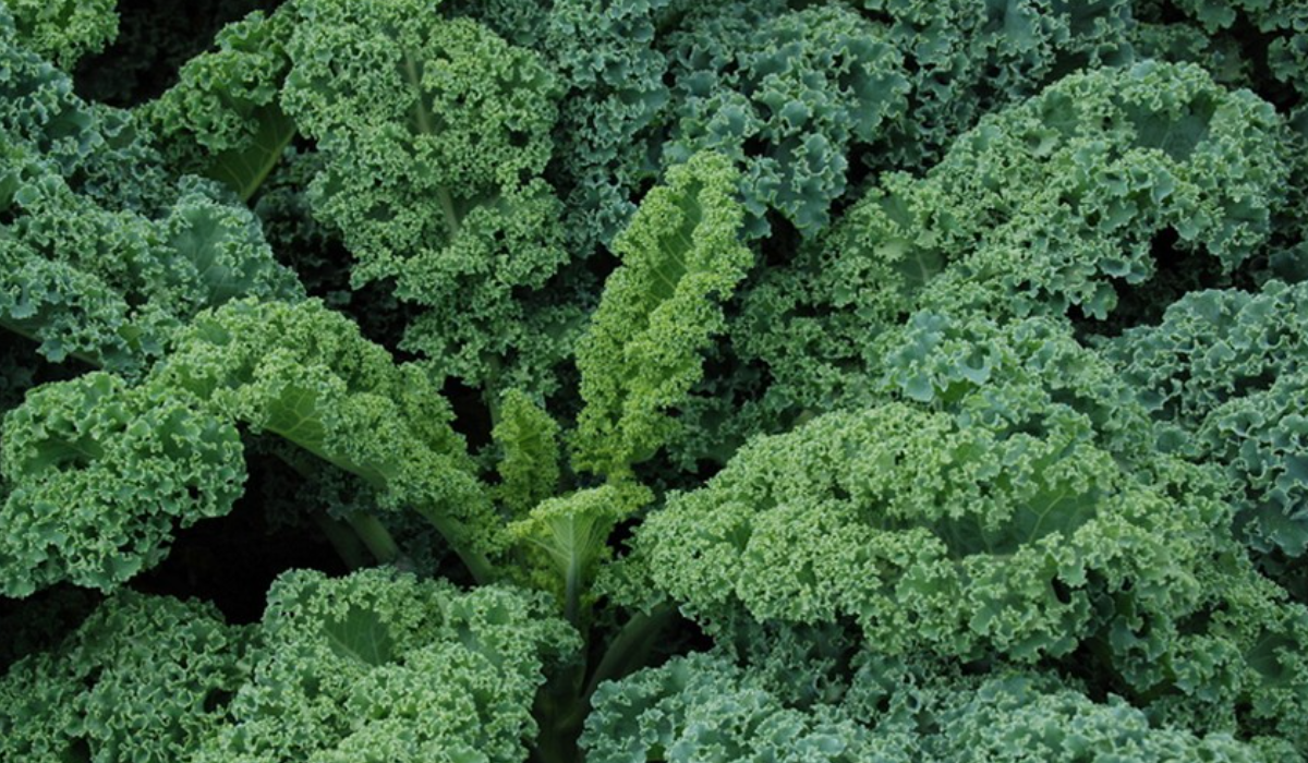 Kale &#39;Dwarf Siberian&#39; - 6pk