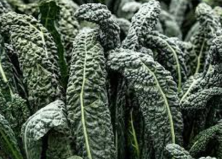 Dinosaur Kale &#39;Nero di Toscana&#39; OG- 6pk