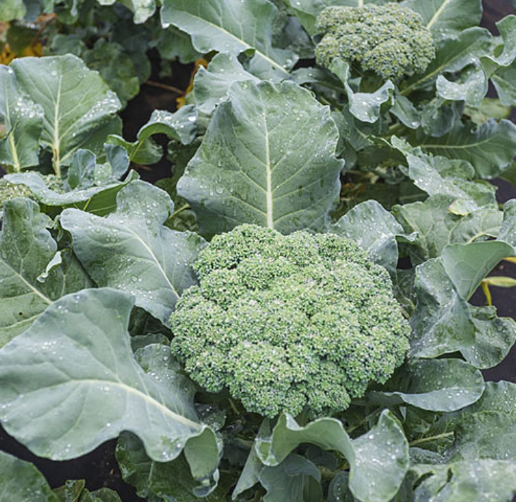 Broccoli &#39;Premium Crop&#39; - 6pk