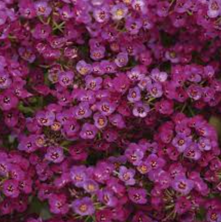 Alyssum &#39;Clear Crystal Purple Shades&#39; - 6pk