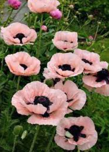Poppy Oriental &#39;Princess Victoria Louise&#39;
