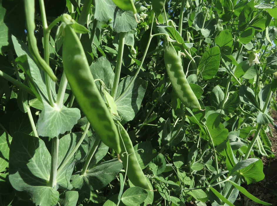 Bush Snow Pea &#39;Oregon Sugar Pod&#39; - 6pk