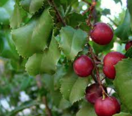 Prunus ilicifolia (Hollyleaf Cherry) - 1g