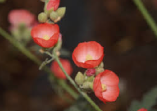 Sphaeralcea ambigua &#39;Louis Hamilton&#39; - 1g
