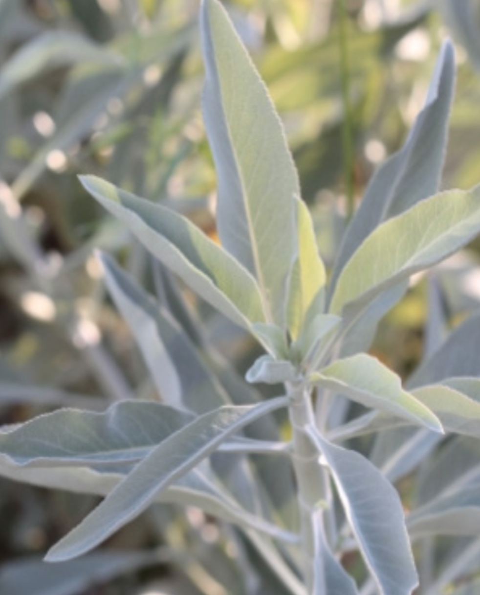 Salvia apiana (White Sage) - 1g