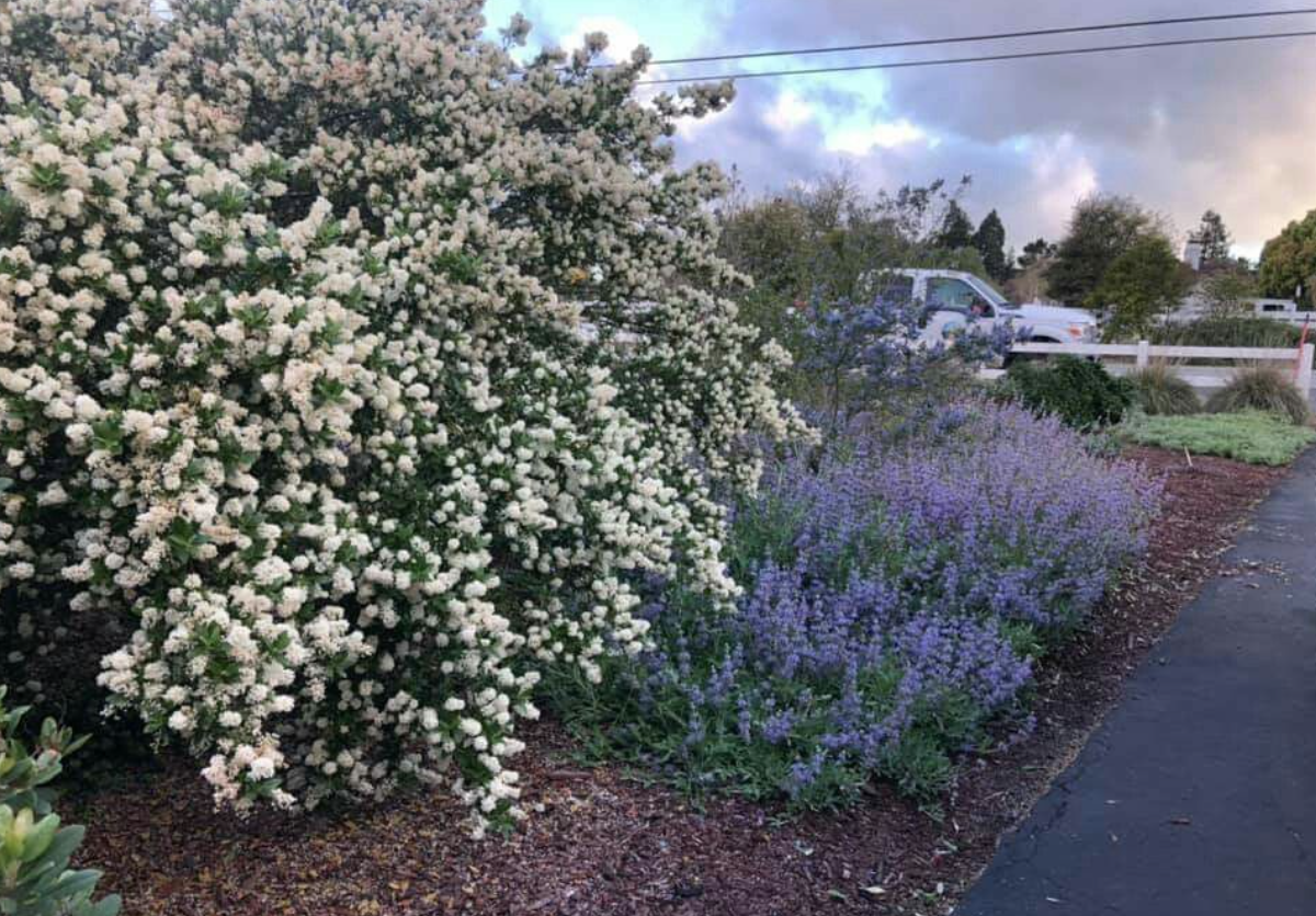 Ceanothus thyrsiflorus &#39;Snow Flurry&#39; - 1g