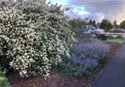 Ceanothus thyrsiflorus 'Snow Flurry' - 1g