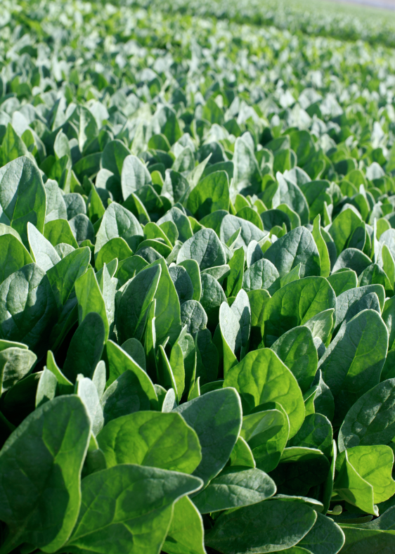 Spinach &#39;Oceanside&#39; - 6pk