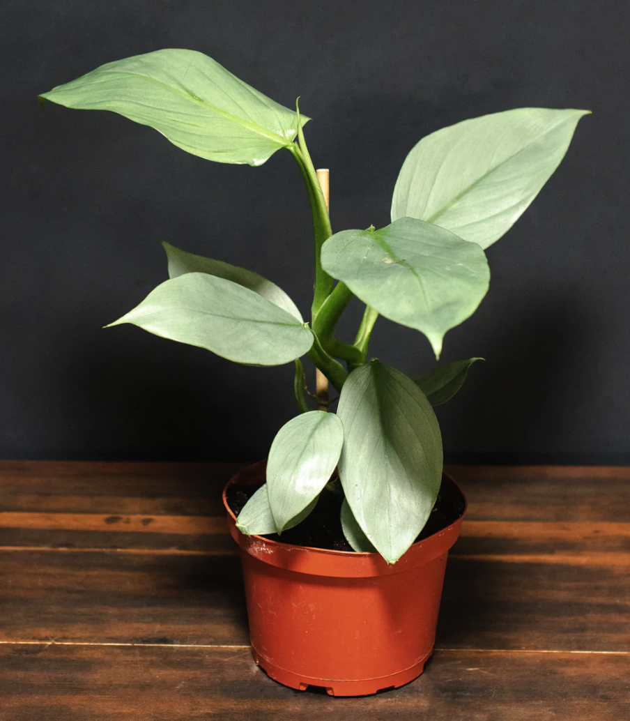Philodendron &#39;Silver Sword&#39; - 6&quot;