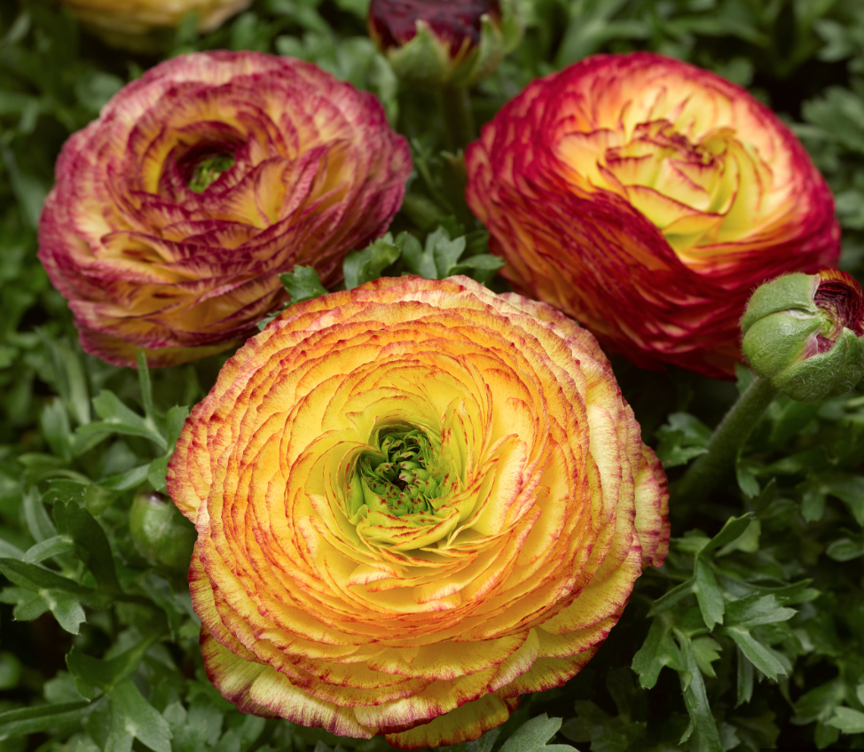 Ranunculus &#39;Mache Lemon Rose Bicolor&#39; - 1g