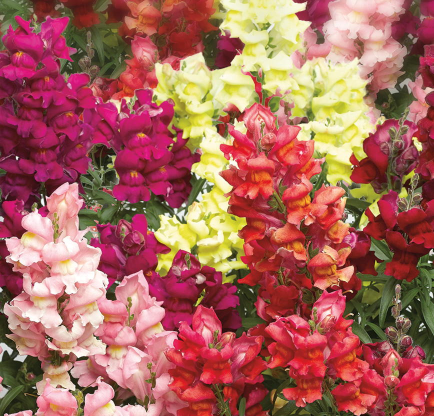 Snapdragon &#39;Snaptastic Mix&#39; - 6pk