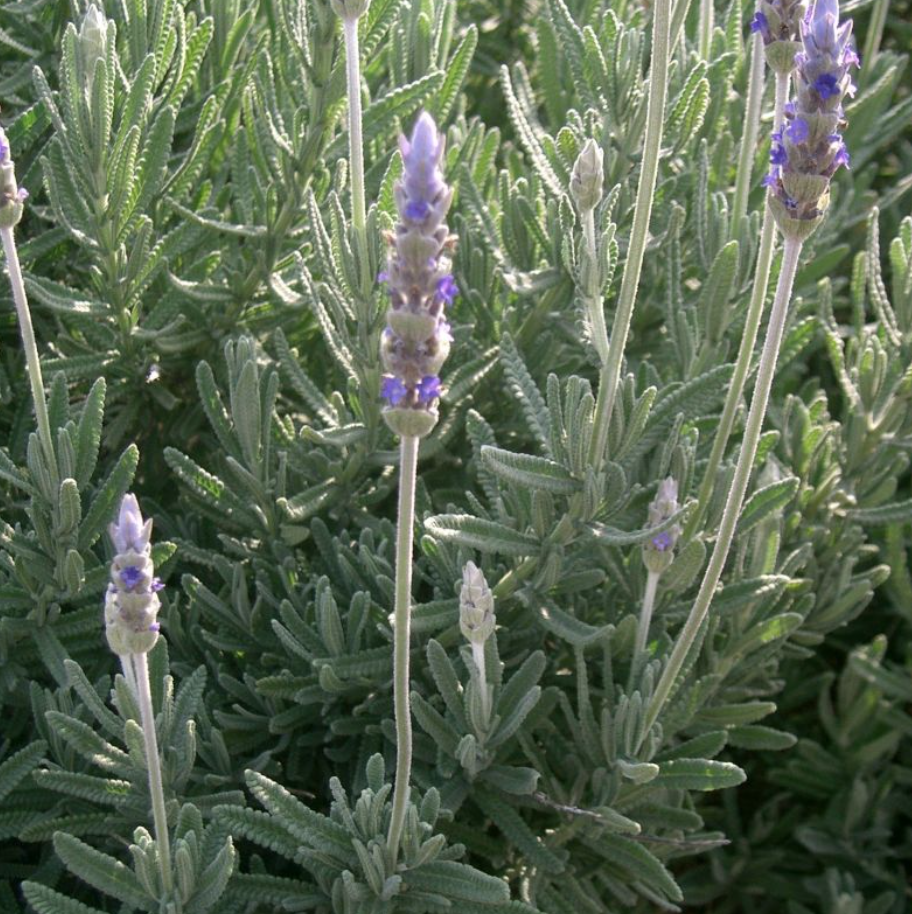 Lavender &#39;French&#39; - 4&quot;