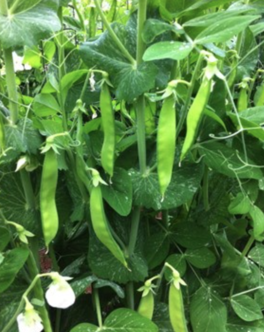 Bush Pea &#39;Snow Avalanche&#39; - 4&quot;