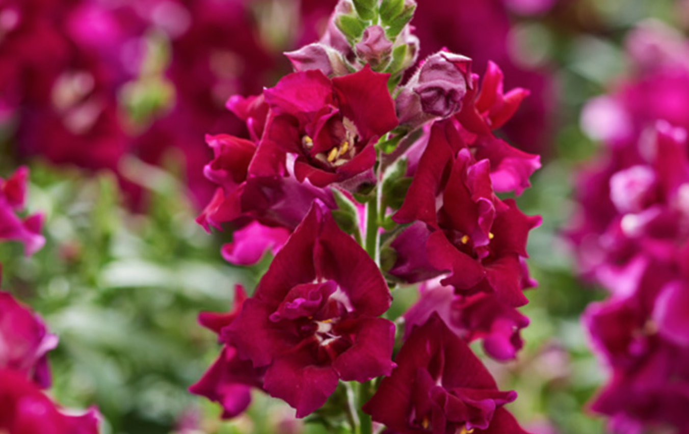 Snapdragon &#39;Twinny Violet&#39; - 6pk
