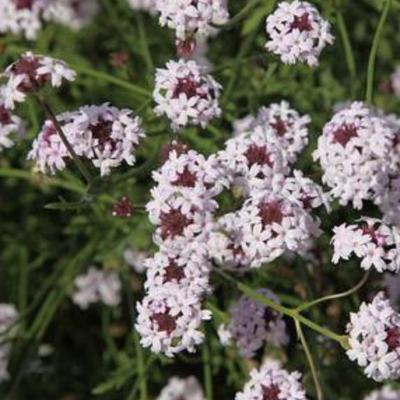 Verbena lilacina &#39;Paseo Rancho&#39; - 1g