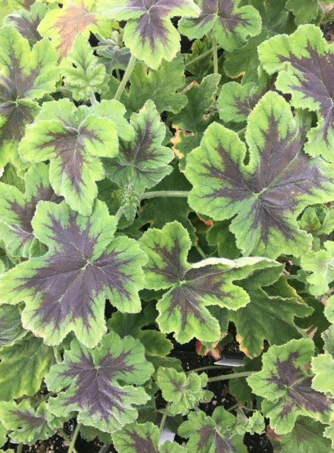 Scented Geranium &#39;Chocolate Mint&#39; -  1g