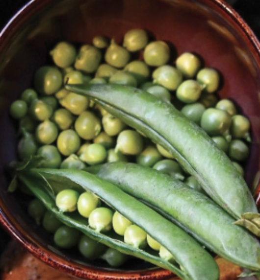 Pea Shelling Bush &#39;Lincoln&#39; - 4&quot;