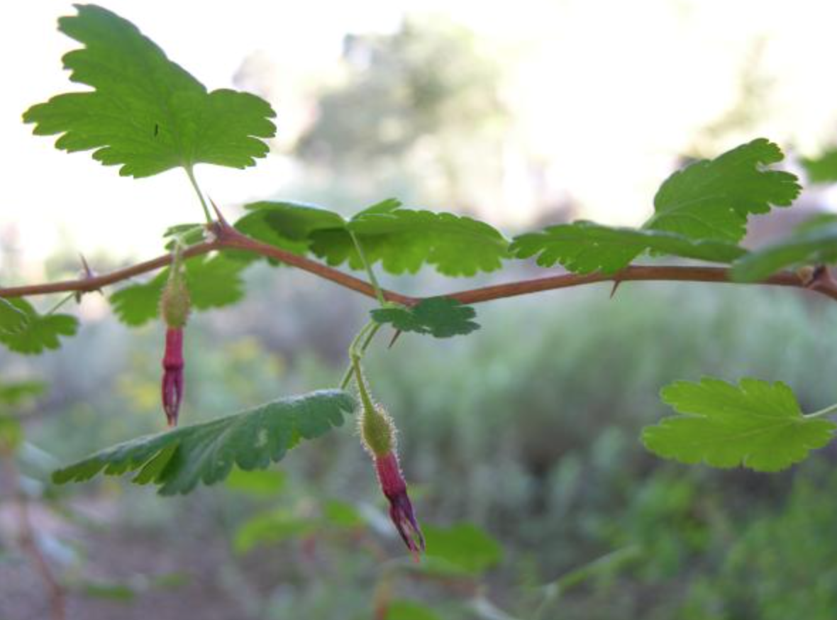 Ribes californicum (Hillside Gooseberry) - 1g