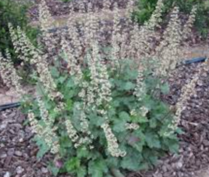 Heuchera maxima - 4&quot;