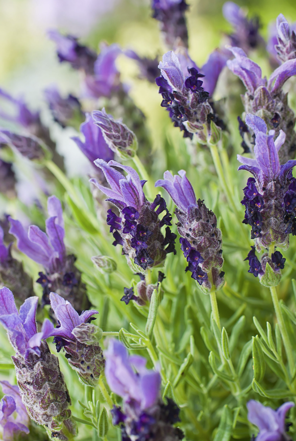 Lavender &#39;Bandera Purple&#39; - 1gal