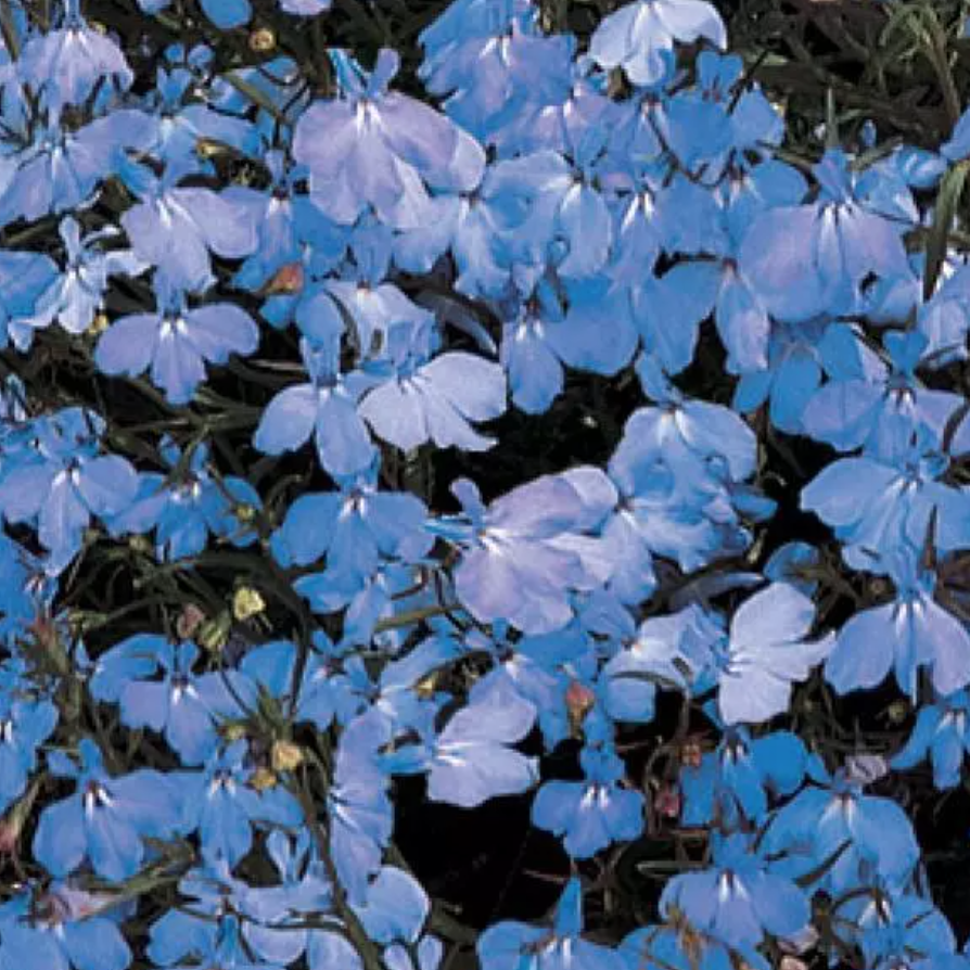 Lobelia &#39;Regatta Trailing Sky Blue&#39; - 6 pack