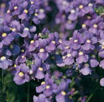 Nemesia &#39;Blue Bird&#39; - 4&quot;