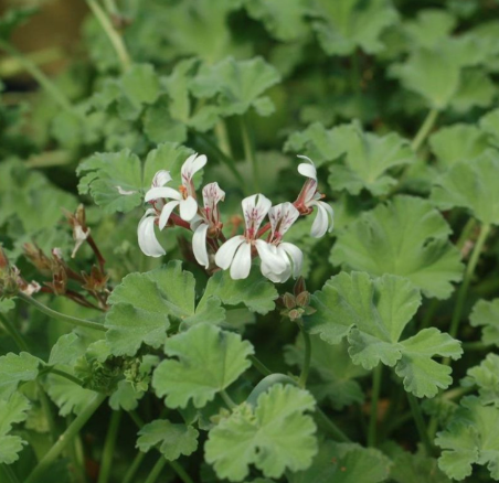 Scented Geranium &#39;Nutmeg&#39; - 1g