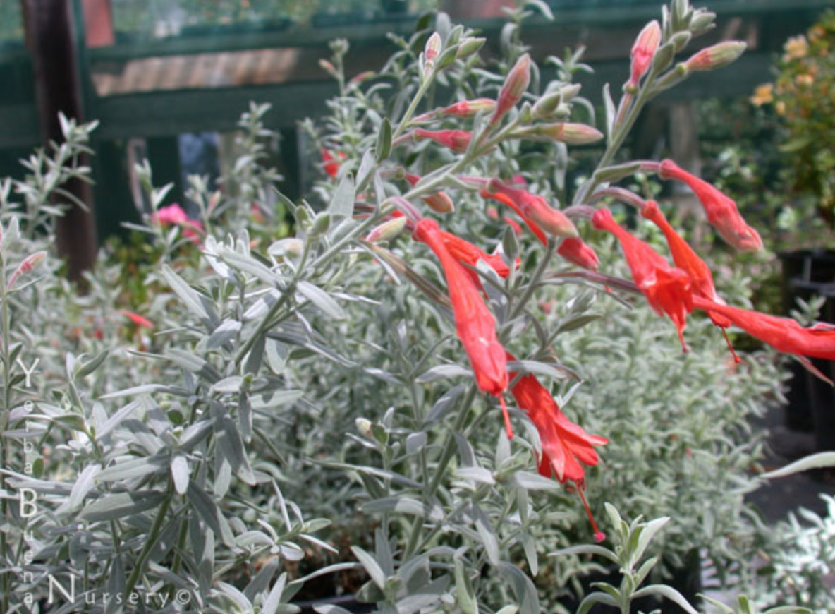 Zauschneria california &#39;Carmen&#39;s Grey&#39; - 1g