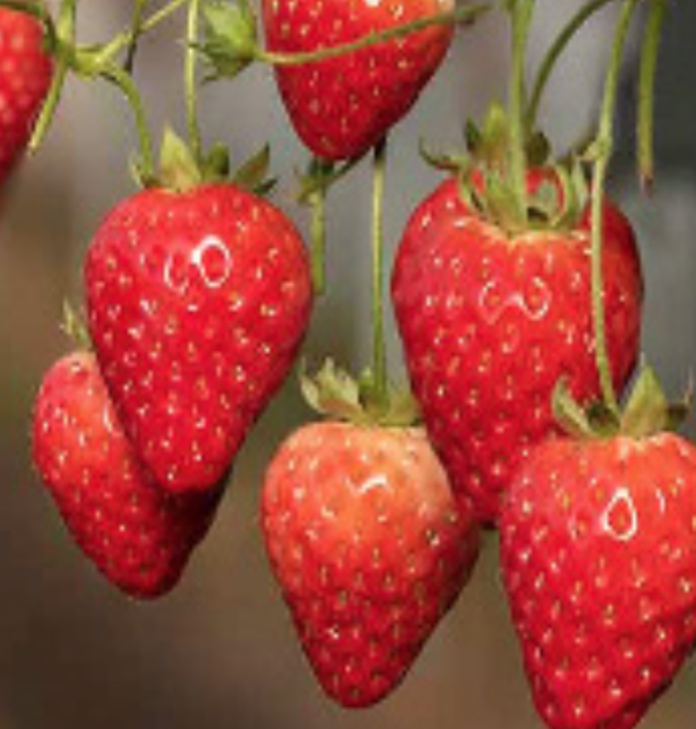 Strawberry &#39;Berri Basket Rose&#39; - 10&quot; Hanging