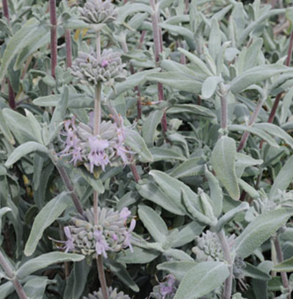 Salvia leucophylla &#39;Figueroa&#39; -1g