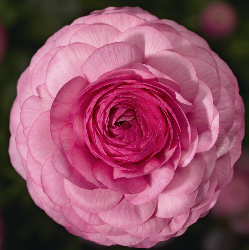 Ranunculus &#39;Mache Pink&#39;- 1g