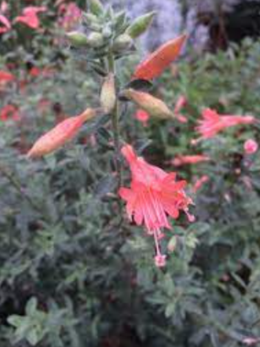 Zauschneria california &#39;Sierra Salmon&#39; - 1g