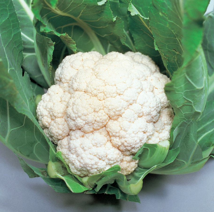 Cauliflower &#39;Candid Charm&#39; OG- 6pk