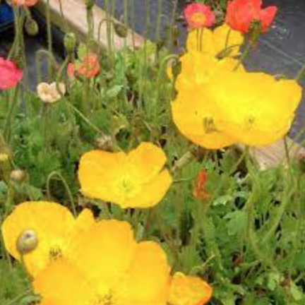 Poppy &#39;Champagne Bubbles Yellow&#39; - 6pk