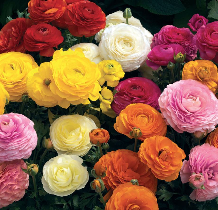 Ranunculus &#39;Mache Mix&#39;- 1g
