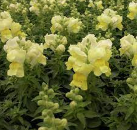 Snapdragon &#39;Snapshot Yellow&#39; - 6pk