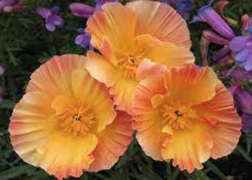 Eschscholzia californica &#39;Chiffon Mix&#39; (CA Poppy) - 6pk