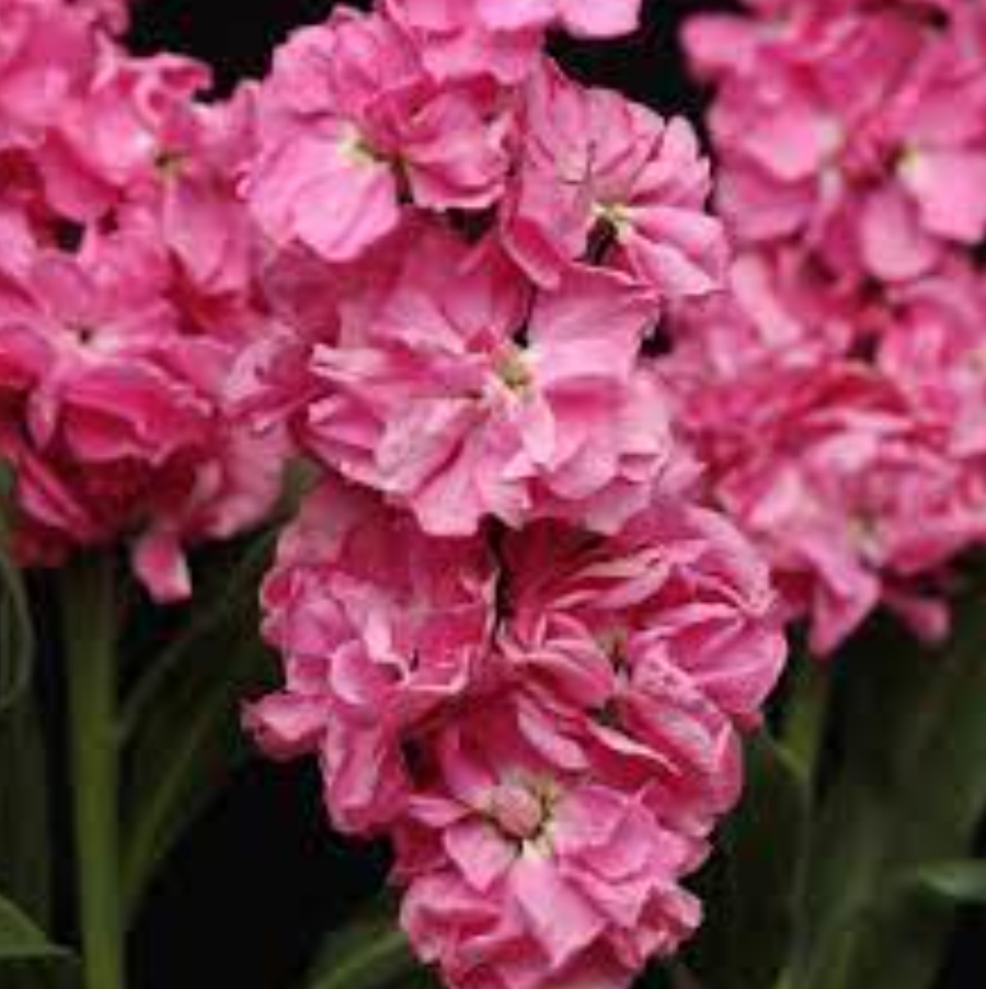 Stock &#39;Harmony Light Rose&#39; - 6 pack