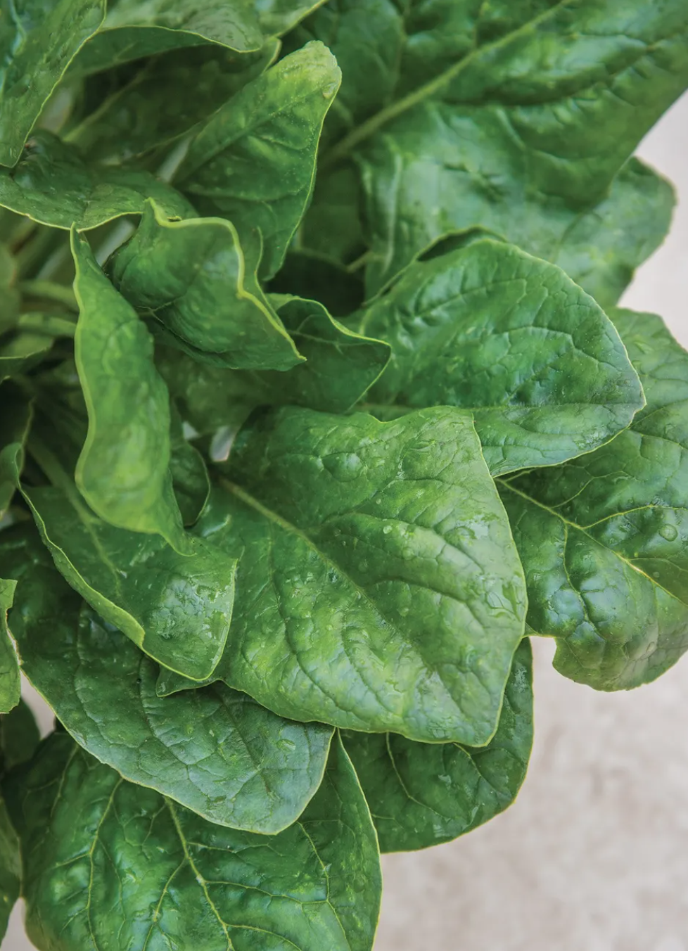 Spinach &#39;Riverside&#39; - 6pk